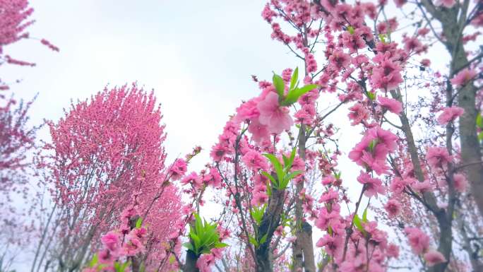 春天桃花 桃花林