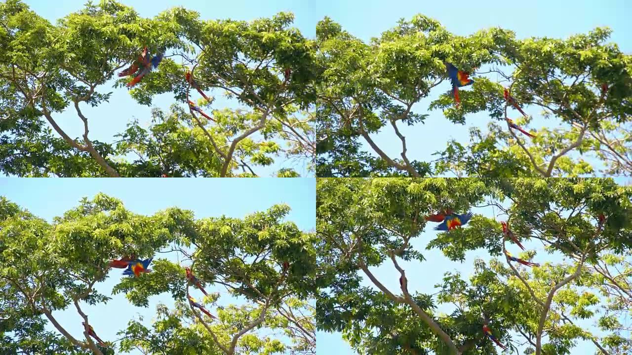 金刚鹦鹉在树上交配