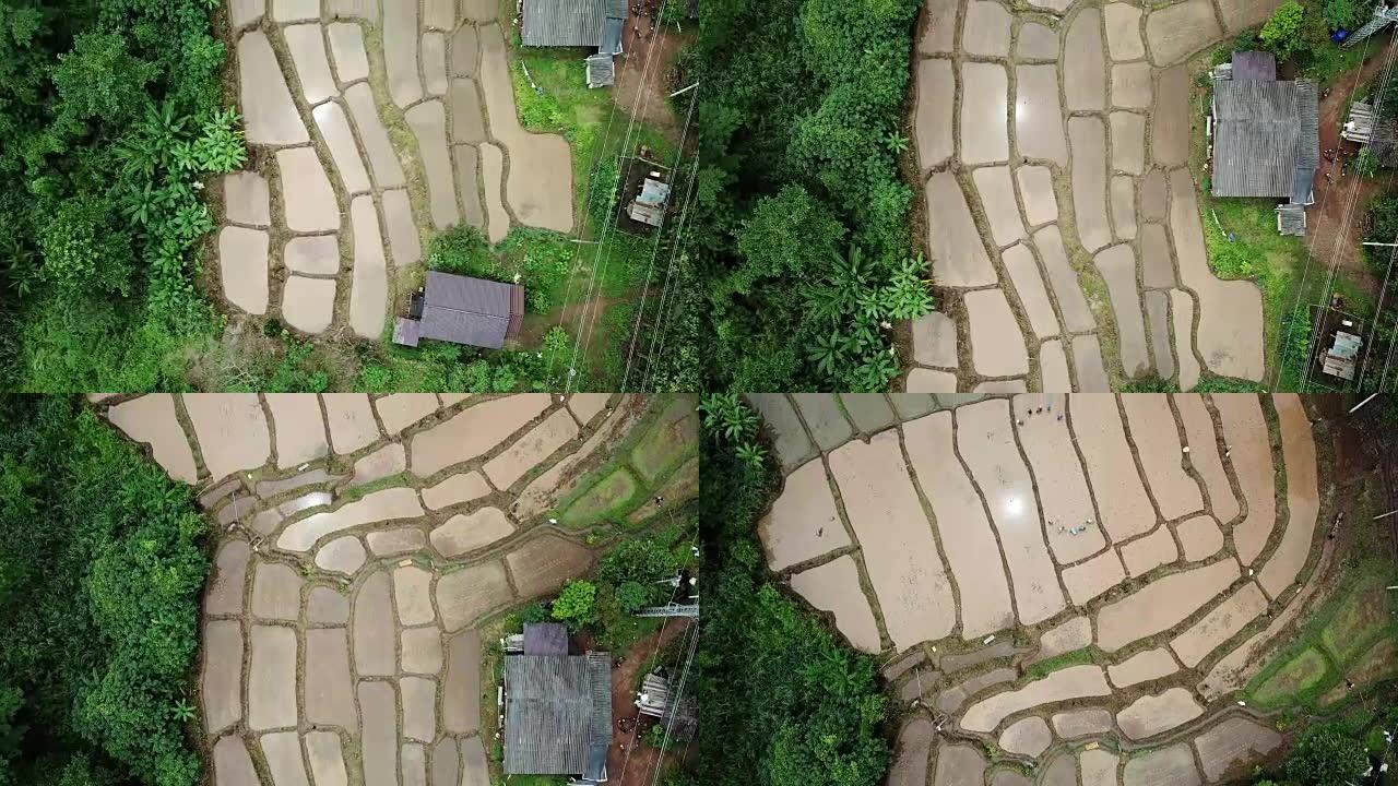 农民的鸟瞰图使稻田，农业概念