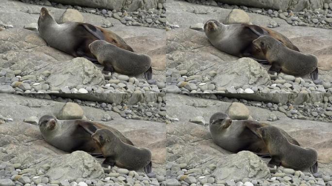 海豹幼崽和妈妈实拍视频素材
