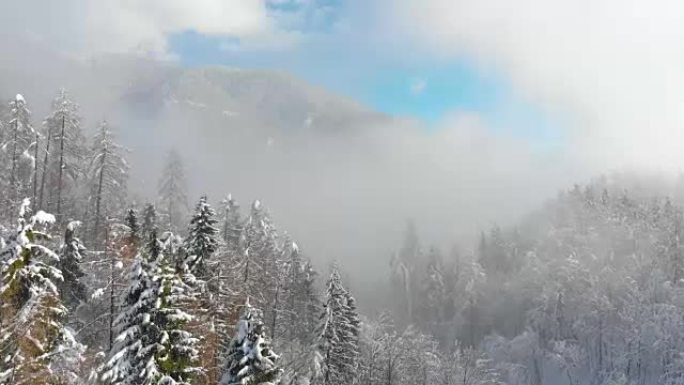 空中: 冬天雾天森林覆盖的山的美丽景色。