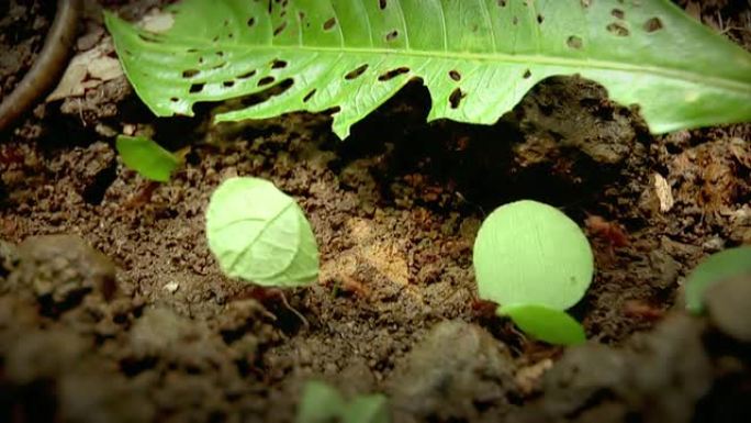 切叶蚁神奇的生物团队合作自然生态环境
