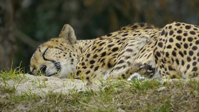 猎豹猎豹睡觉