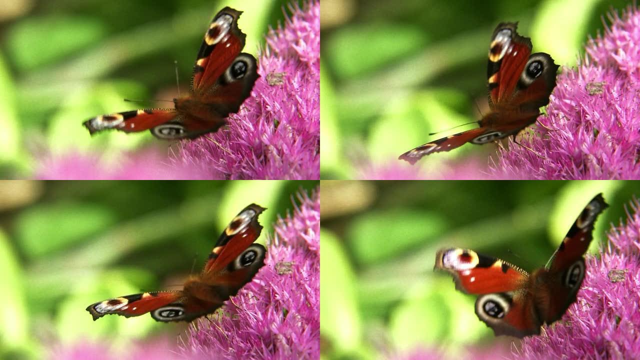 孔雀蝶花丛蝴蝶特写