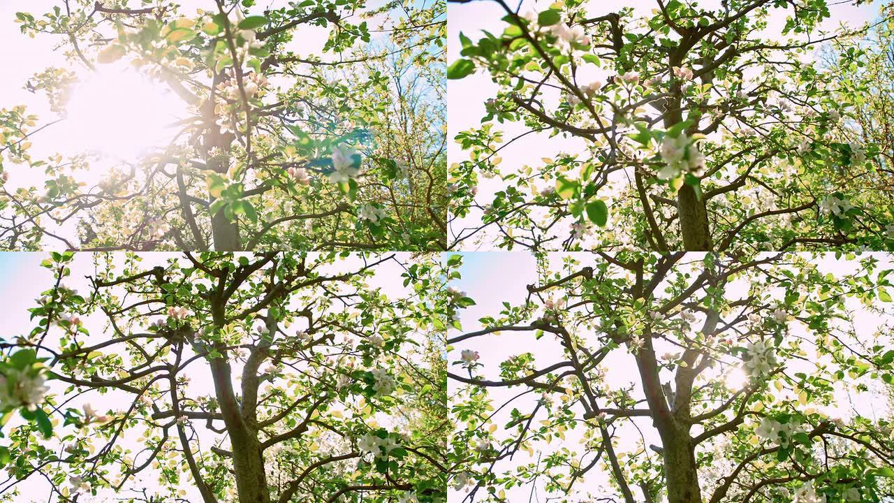 盛开的苹果树的SLO MO低角度