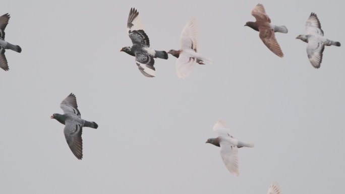 4K 在城市上空飞翔的鸽子高速摄影信鸽