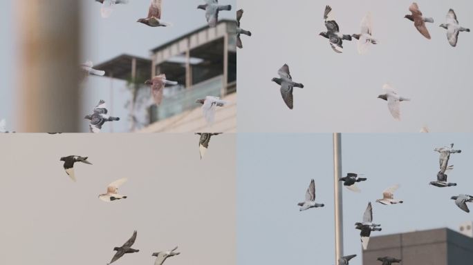 4K 在城市上空飞翔的鸽子高速摄影信鸽