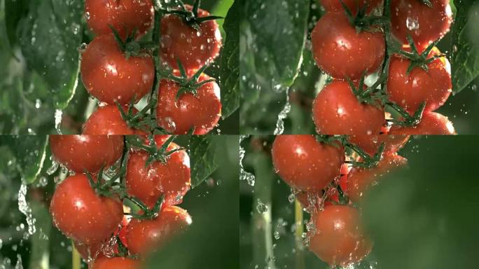 SLO MO CU浇灌红西红柿