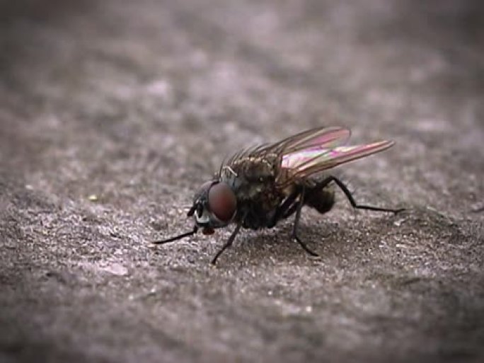 飞苍蝇-昆虫
