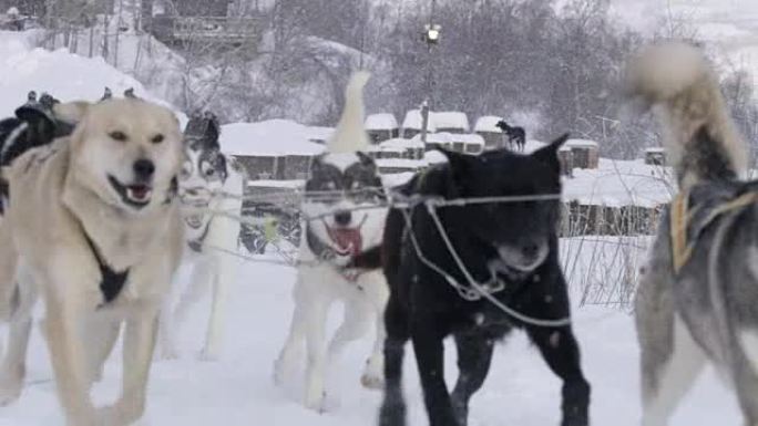 SLO MO MS雪橇犬在雪地里奔跑