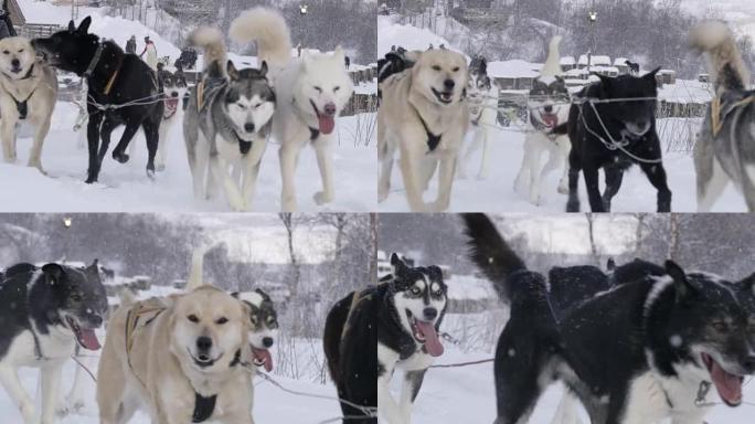 SLO MO MS雪橇犬在雪地里奔跑