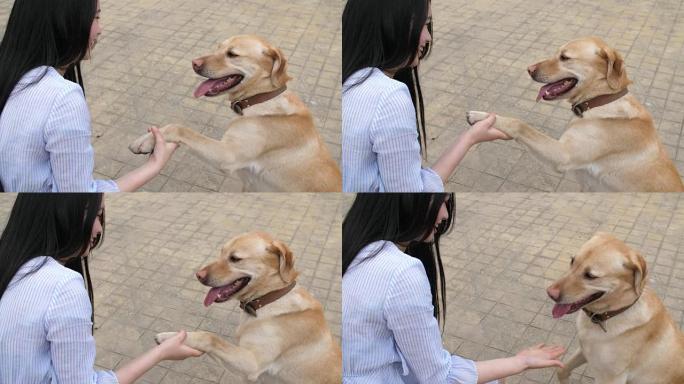 年轻女子与她的狗握手，4k