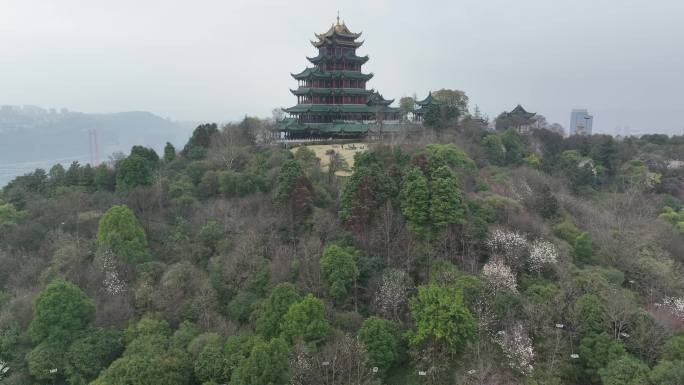 航拍春天梅花盛开的鸿恩寺公园