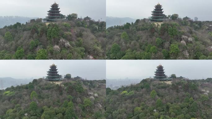 航拍春天梅花盛开的鸿恩寺公园