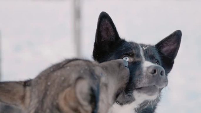 SLO MO两只雪橇犬
