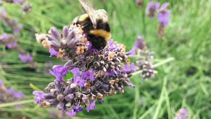 蜜蜂在薰衣草花上收集花粉