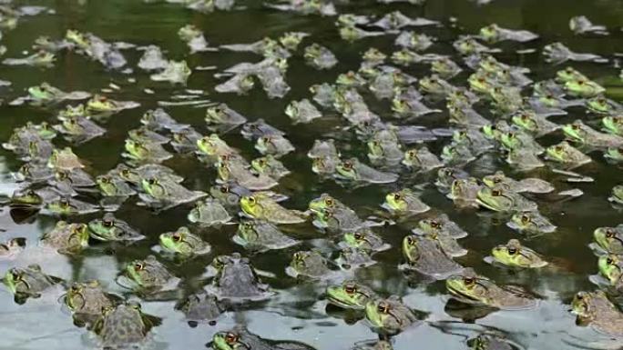 水生农场池塘中有大量青蛙