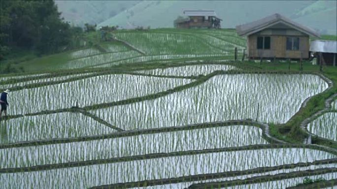 多雨时农民在稻田里行走的两张照片