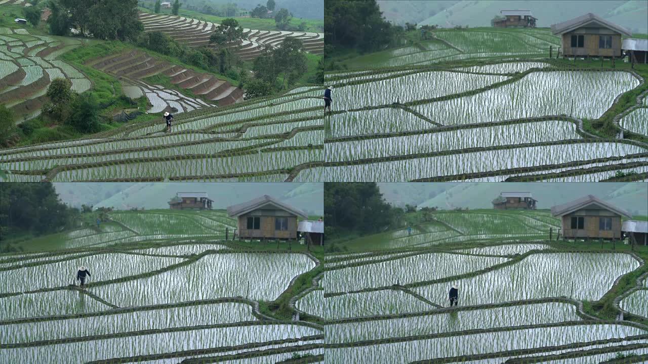 多雨时农民在稻田里行走的两张照片