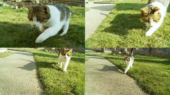 高清慢速运动：小猫捕捉镜头