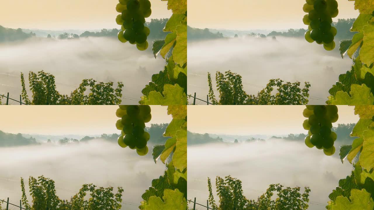 HD TIME-LAPSE:薄雾从葡萄园山谷升起