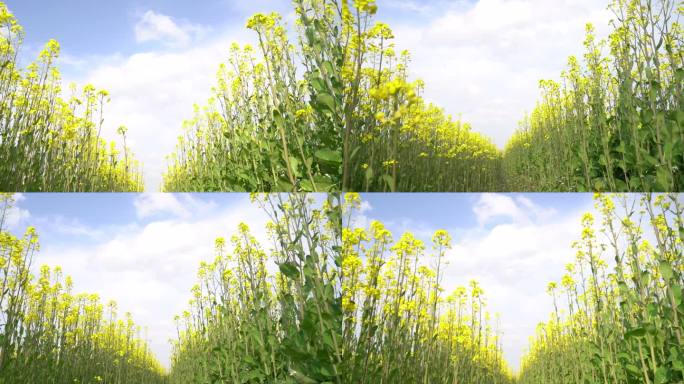 温岭大溪佛陇油菜花视频素材C0138