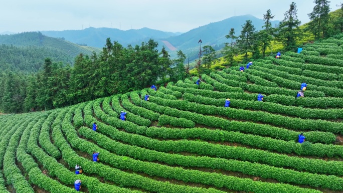 春天农民在茶园中采摘茶叶