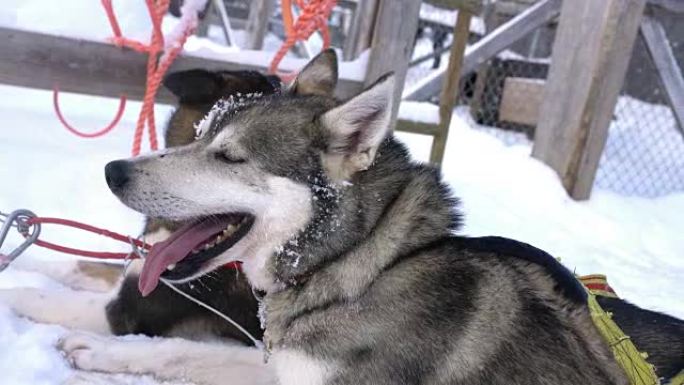 雪橇犬在雪地里休息