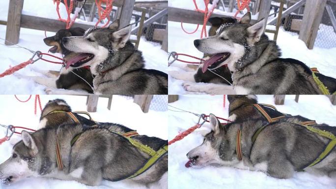 雪橇犬在雪地里休息