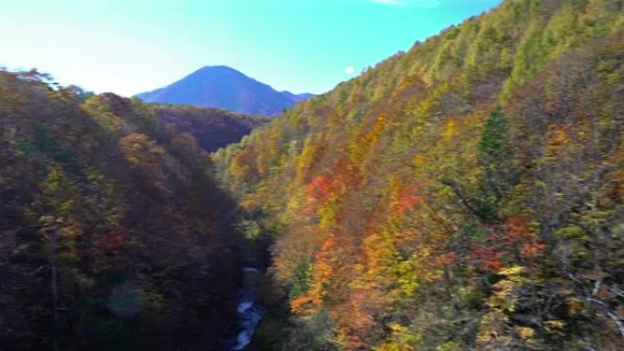 平移镜头: 日本福岛会津若松市秋红离开森林的中津川桥
