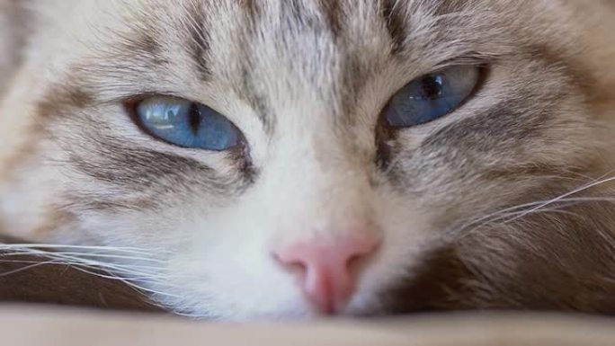 猫的头部微距拍摄动物蓝色眼镜特写困乏的动