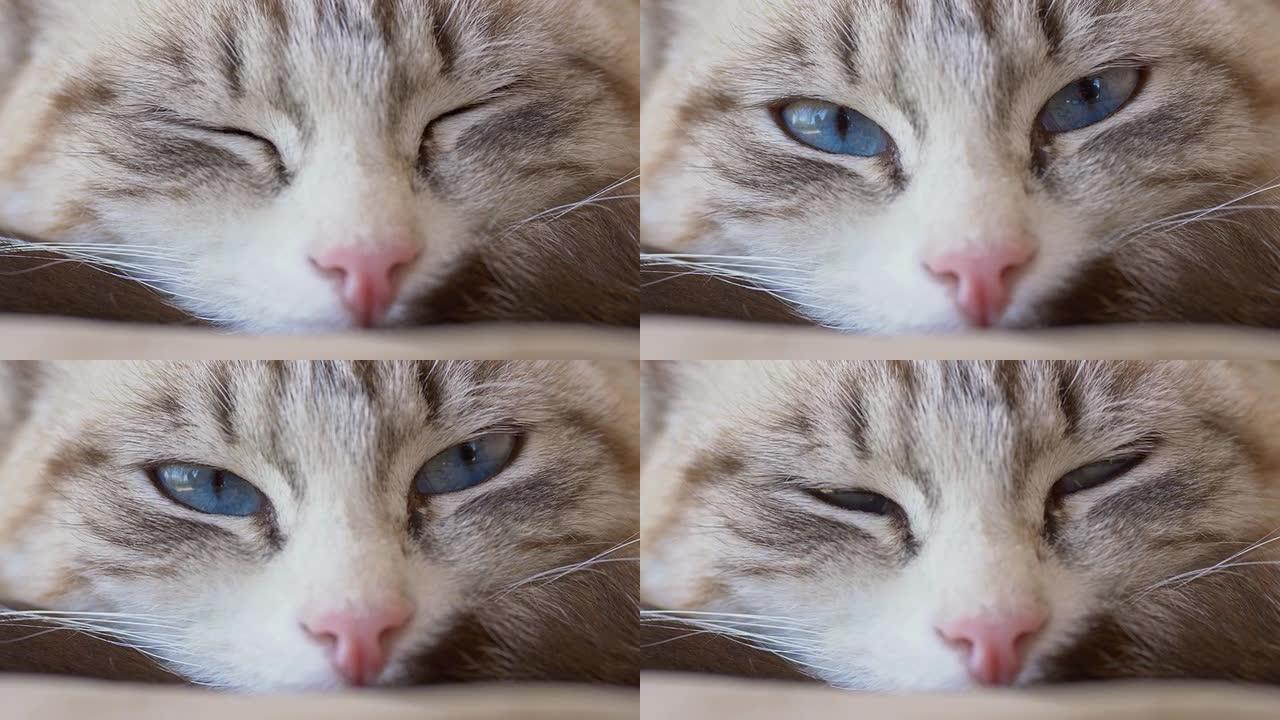 猫的头部微距拍摄动物蓝色眼镜特写困乏的动