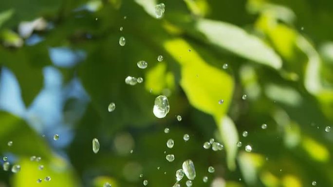 高清：水滴水珠