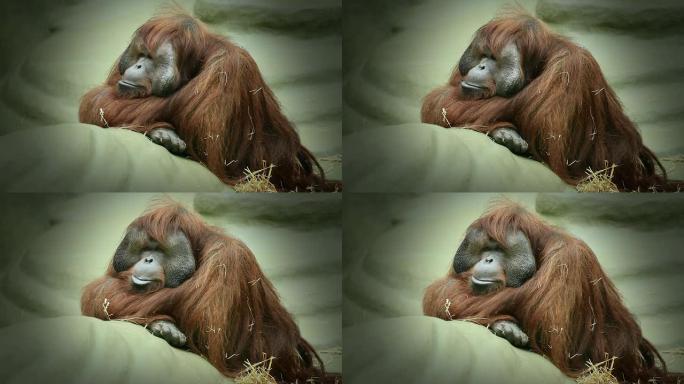 婆羅洲猩猩圈养孤独寂寞人类近亲