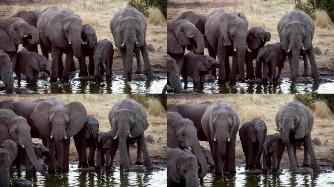 LS TU大象从水坑喝水