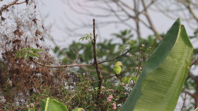 野生鹦鹉在芭蕉叶后的花丛中