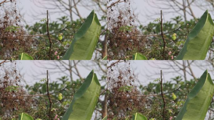 野生鹦鹉在芭蕉叶后的花丛中