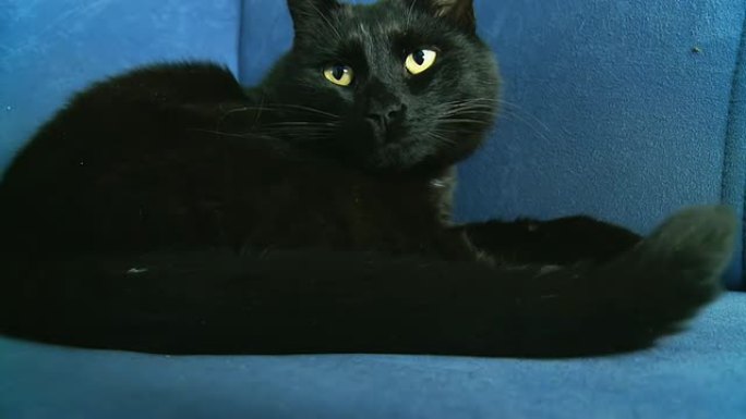 高清：猫在沙发上休息时抬头看