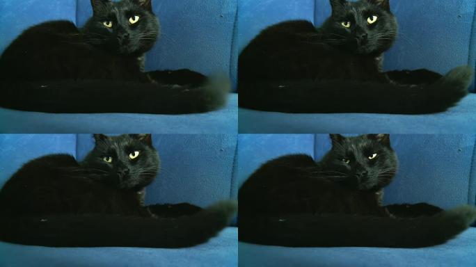 高清：猫在沙发上休息时抬头看
