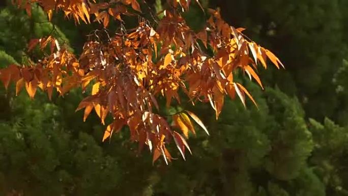 森林中的秋叶季节森林中的秋叶季节秋天