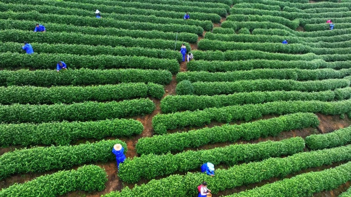 春天农民在茶园中采摘茶叶