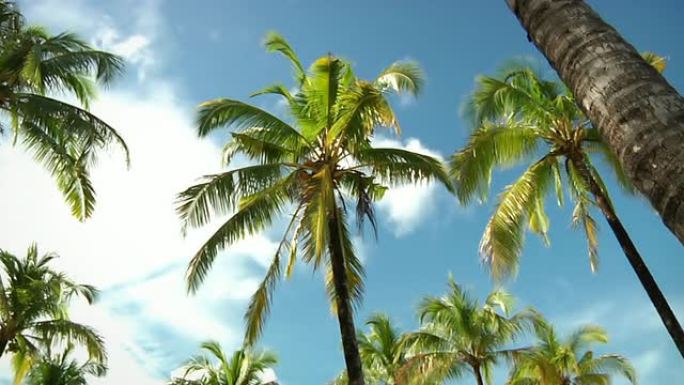 棕榈树（HD 720）