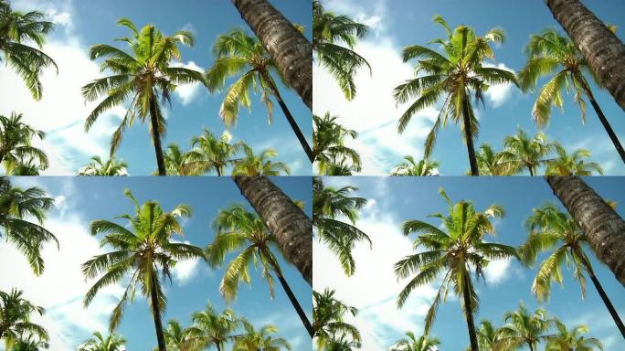 棕榈树（HD 720）