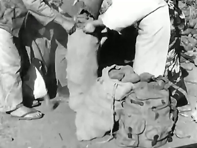 1948年战后日本 马铃薯供应过剩