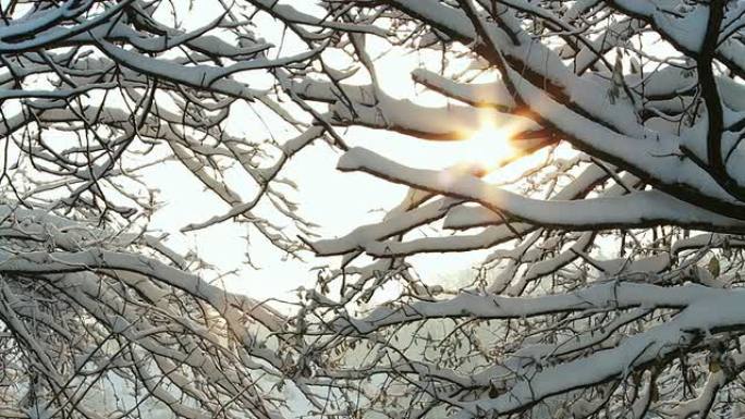 HD DOLLY：白雪覆盖的树木