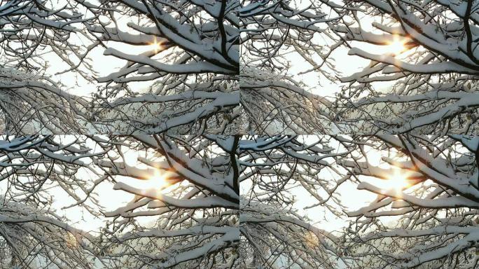 HD DOLLY：白雪覆盖的树木