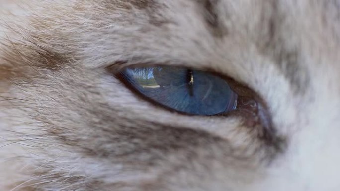 猫眼微距拍摄眼睛蓝宝石近距离