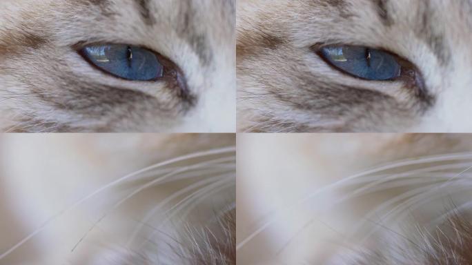 猫眼微距拍摄眼睛蓝宝石近距离