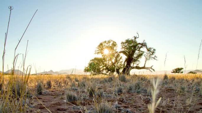 非洲大草原的LA DS孤树