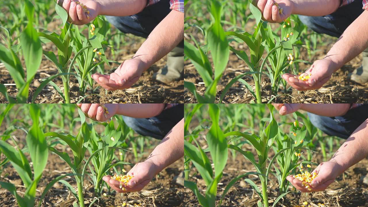 SLO MO农民的手浇玉米作物
